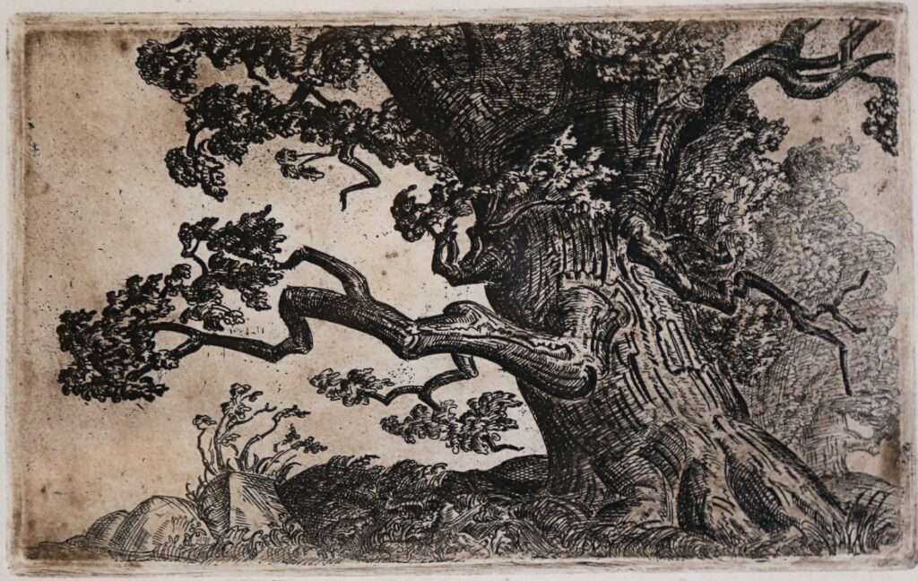Michaś Siaŭruk. “Oak.” Vicebsk. Late 1930s